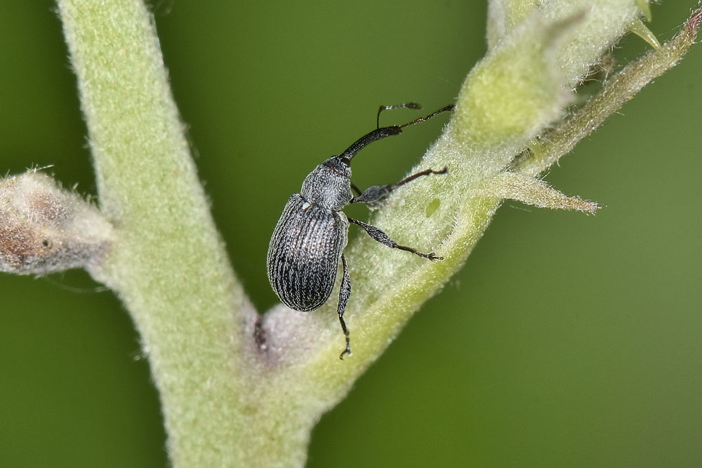 Anthonomus rubi - Curculionidae